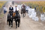 Photo d'illustration du reportage La route du vin au Chili.