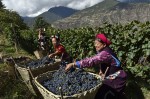 Photo d'illustration du reportage Un vin au dessus des nuages.