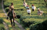 Photo d'illustration du reportage Un thé à Darjeeling.