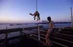 Photo : Af_Dji_065